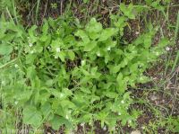 Menzies' catchfly or silene (<em>Silene menziesii</em>)