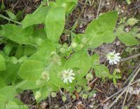 Menzies' catchfly or silene (<em>Silene menziesii</em>)