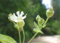 Menzies' catchfly or silene (<em>Silene menziesii</em>)
