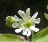 Menzies' catchfly or silene (<em>Silene menziesii</em>)