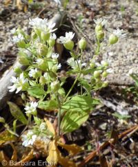 Menzies' catchfly or silene (<em>Silene menziesii</em>)