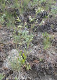 Oregon silene, Oregon campion and Oregon catchfly (<em>Silene oregana</em>)