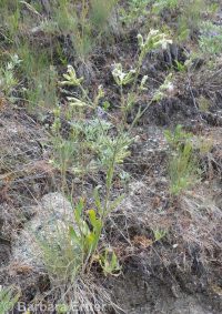 Oregon silene, Oregon campion and Oregon catchfly (<em>Silene oregana</em>)