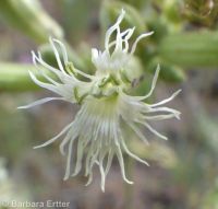 Oregon silene, Oregon campion and Oregon catchfly (<em>Silene oregana</em>)