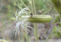Oregon silene, Oregon campion and Oregon catchfly (<em>Silene oregana</em>)