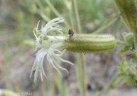 Oregon silene, Oregon campion and Oregon catchfly (<em>Silene oregana</em>)