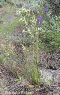 Oregon silene, Oregon campion and Oregon catchfly (<em>Silene oregana</em>)