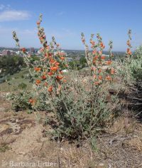 gooseberryleaf globemallow (<em>Sphaeralcea grossulariifolia</em>)