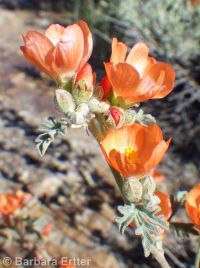 gooseberryleaf globemallow (<em>Sphaeralcea grossulariifolia</em>)
