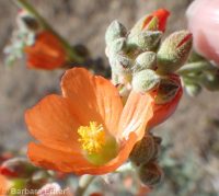 gooseberryleaf globemallow (<em>Sphaeralcea grossulariifolia</em>)