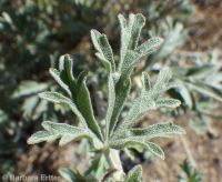 gooseberryleaf globemallow (<em>Sphaeralcea grossulariifolia</em>)