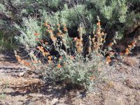 gooseberryleaf globemallow (<em>Sphaeralcea grossulariifolia</em>)