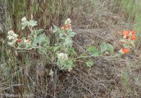 Munro's or whitestem globemallow (<em>Sphaeralcea munroana</em>)