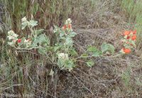 Munro's or whitestem globemallow (<em>Sphaeralcea munroana</em>)