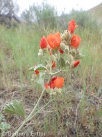 Munro's or whitestem globemallow (<em>Sphaeralcea munroana</em>)