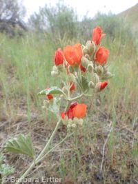 Munro's or whitestem globemallow (<em>Sphaeralcea munroana</em>)