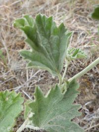 Munro's or whitestem globemallow (<em>Sphaeralcea munroana</em>)