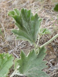 Munro's or whitestem globemallow (<em>Sphaeralcea munroana</em>)