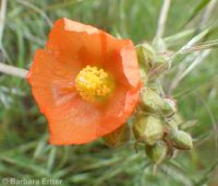 Munro's or whitestem globemallow (<em>Sphaeralcea munroana</em>)