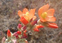 Munro's or whitestem globemallow (<em>Sphaeralcea munroana</em>)