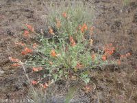Munro's or whitestem globemallow (<em>Sphaeralcea munroana</em>)