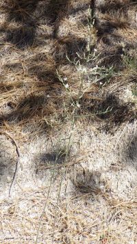 stiff-branched or tufted wirelettuce (<em>Stephanomeria paniculata</em>)