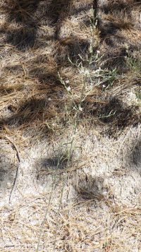 stiff-branched or tufted wirelettuce (<em>Stephanomeria paniculata</em>)