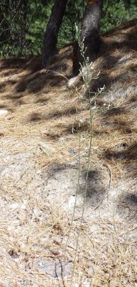 stiff-branched or tufted wirelettuce (<em>Stephanomeria paniculata</em>)