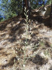 stiff-branched or tufted wirelettuce (<em>Stephanomeria paniculata</em>)