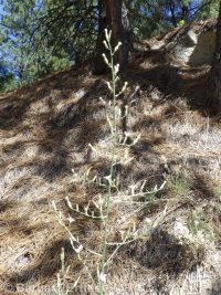 stiff-branched or tufted wirelettuce (<em>Stephanomeria paniculata</em>)