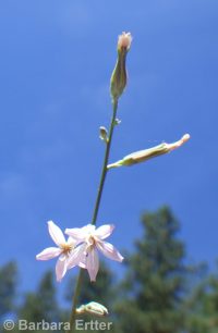 stiff-branched or tufted wirelettuce (<em>Stephanomeria paniculata</em>)