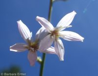 stiff-branched or tufted wirelettuce (<em>Stephanomeria paniculata</em>)