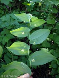 twisted-stalk (<em>Streptopus amplexifolius</em>)