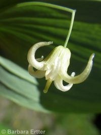 twisted-stalk (<em>Streptopus amplexifolius</em>)
