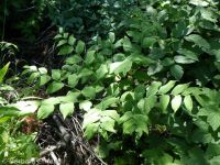 twisted-stalk (<em>Streptopus amplexifolius</em>)