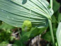 twisted-stalk (<em>Streptopus amplexifolius</em>)