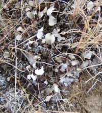 Dog lichen (Peltigera rufescens)