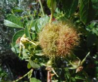 Mossy-gall on eglantine rose
