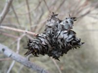 Cone gall on sandbar willow