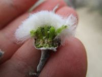 Larval capsules inside of cotton-flower gall