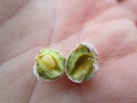 Larva inside of bubble gall