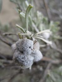 Hairy bud gall on sagebrush