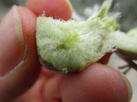 Inside of sponge gall.