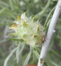 Cotton-cone gall on rabbitbrush