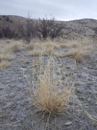 Sand dropseed (Sporobolus cryptandrus)