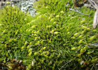 Dry rock moss (Grimmia pulvinata)