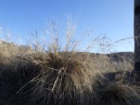 Three-awn grass (Aristida purpurea var. longiseta)