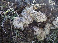 Crater lichen (Diploschistes muscorum), aka "bird-poop" lichen