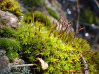 Twisted moss (Syntrichia ruralis)