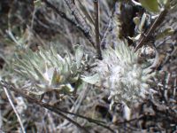 Leafy-bud gall on mountain sagebrush